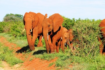 Rote Elefantenherde mit Jungtieren in Tsavo West - Kenia