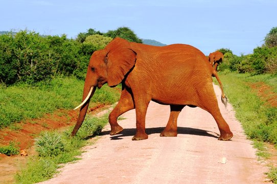 Fototapeta Roter Elefant in Tsavo West - Kenia