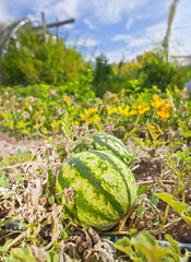 Ripe watermelon in organic farm