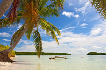 Fototapeta na wymiar Palm trees, ocean and blue sky on a tropical beach