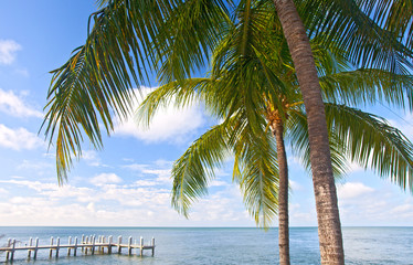 Palm trees, ocean and blue sky on a tropical beach - 77243469