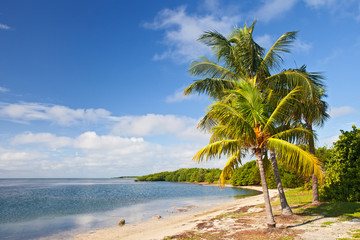 Fototapeta na wymiar Palm trees, ocean and blue sky on a tropical beach