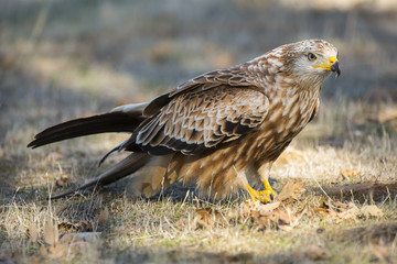 Kite ( Milvus Milvus ) feeding on the ground