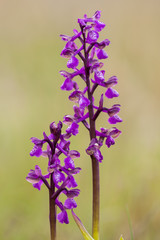 Orchis morio growing in the meadow