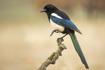 Magpie ( Pica pica ) perched on a branch
