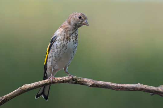 Juvenile Goldfinch