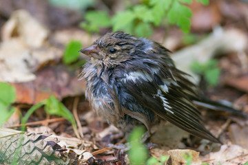 Juvenile Common Chaffinch