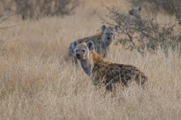 Spotted hyena (Crocuta crocuta)