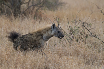 The smile of the Spotted hyena (Crocuta crocuta)
