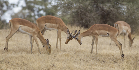 Impala fight (Aepyceros melampus)