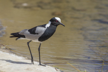 Blacksmith lapwing or blacksmith plover (Vanellus armatus)