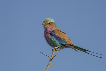 Lilac-breasted roller (Coracias caudatus)