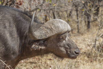 Two profiles - Red-billed oxpecker and African Buffalo (Buphagus