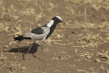 The walk of the Blacksmith lapwing (blacksmith plover, Vanellus