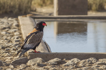 Bateleur (Terathopius ecaudatus)
