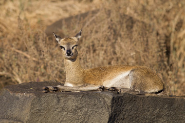 Klipspringer (Oreotragus oreotragus)