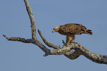Tawny eagle (Aquila rapax)
