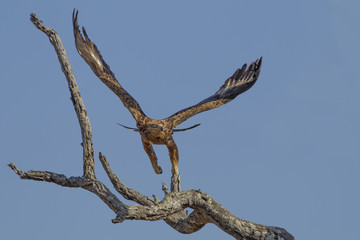 The flight of the Tawny eagle (Aquila rapax)