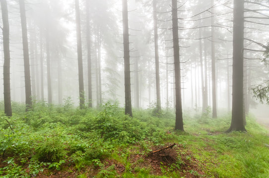 Morning misty forrest