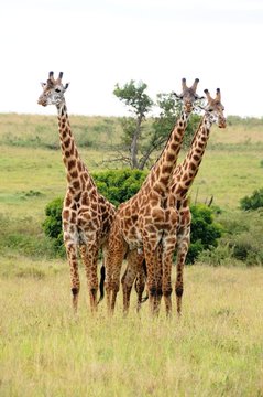 Ein Trio Giraffen in der Masai Mara  - Kenia