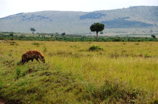 Safarie in der Masai Mara - Kenia