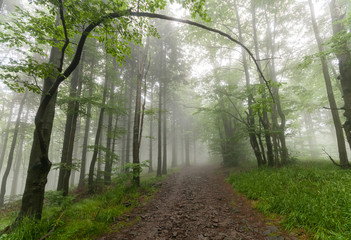 Obraz premium Forest trail among trees on a foggy autumn morning