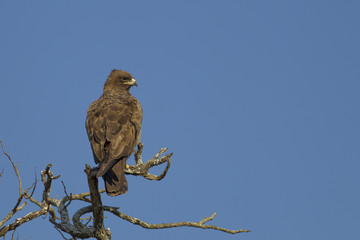 Wahlberg's eagle (Hieraaetus wahlbergi)