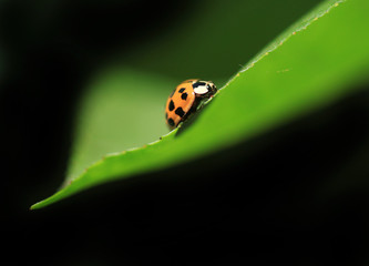 ladybug on leaf