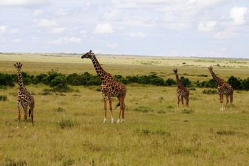 Giraffen in der Masai Mara - Kenia 