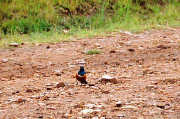 Star - afrikanischer Star - Kenia