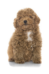 Toy poodle apricot pup in studio isolated on white. 
