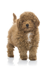 Toy poodle apricot pup in studio isolated on white. 