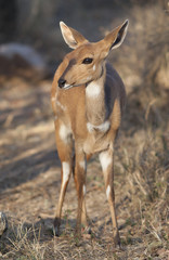 Bushbuck (Tragelaphus sylvaticus)