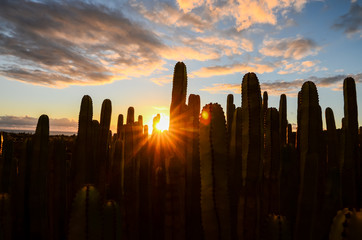 Naklejka premium Calm Cactus Desert Sunset