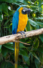 Macaw Parrot, Psittacidae Orthopsittaca, perched on a branch.