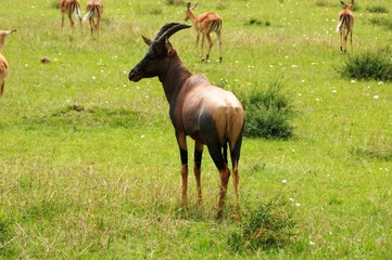 Naklejka na ściany i meble Kuhantilope - Alcelaphus buselaphus - Antilope - Kenia
