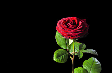 Red rose in the dark