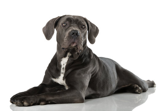 Cane Corso