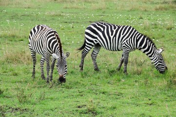 Fototapeta na wymiar Zebras mit Jungtieren in der Masai Mara - Kenia