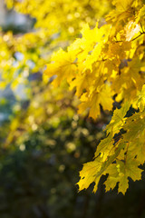 yellow leaves - tree branch in autum park
