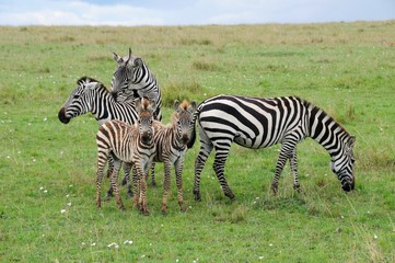 Obraz na płótnie Canvas Zebras mit Jungtieren in der Masai Mara - Kenia