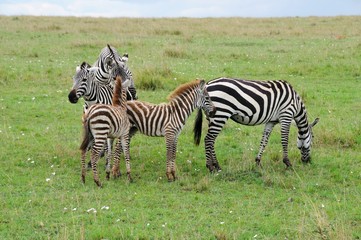 Fototapeta na wymiar Zebras mit Jungtieren in der Masai Mara - Kenia