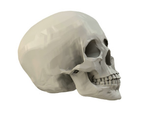 skull