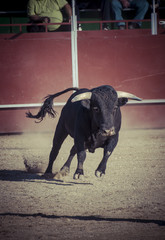 spectacle of bullfighting, where a bull fighting a bullfighter S
