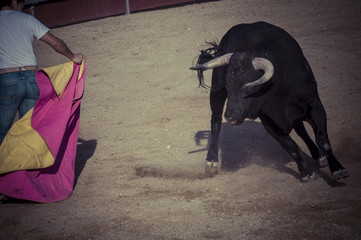 Entertainment, spectacle of bullfighting, where a bull fighting