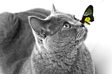 Colorful butterfly sitting on cat's nose on light background