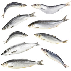 Collage of fresh herring fishes, isolated on white
