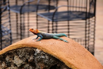 Siedleragame - Echse - Kenia