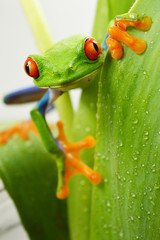 Naklejka premium Red eye frog