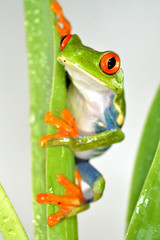 Obraz premium Red eye frog